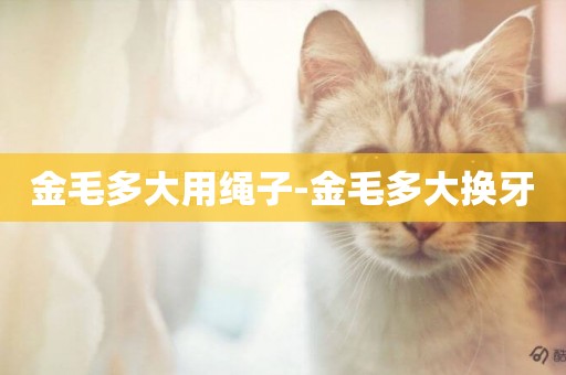金毛多大用繩子-金毛多大換牙
