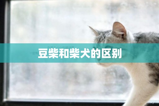 豆柴和柴犬的區別