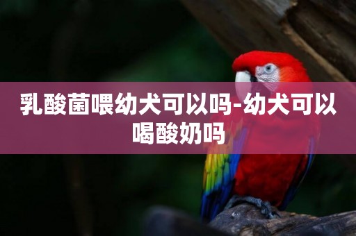 乳酸菌喂幼犬可以嗎-幼犬可以喝酸奶嗎
