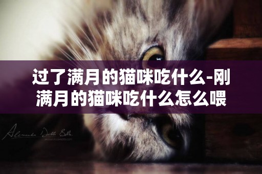 過了滿月的貓咪吃什么-剛滿月的貓咪吃什么怎么喂