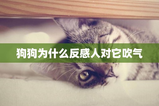 狗狗為什么反感人對它吹氣
