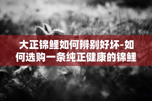 大正錦鯉如何辨別好壞-如何選購一條純正健康的錦鯉魚
