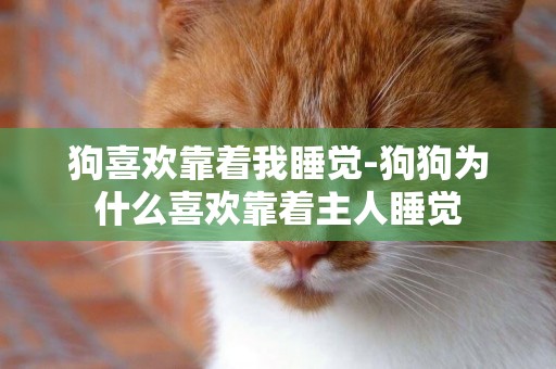狗喜歡靠著我睡覺-狗狗為什么喜歡靠著主人睡覺