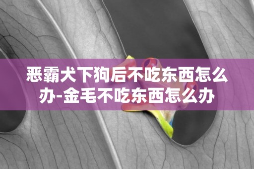 惡霸犬下狗后不吃東西怎么辦-金毛不吃東西怎么辦