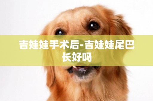 吉娃娃手術后-吉娃娃尾巴長好嗎