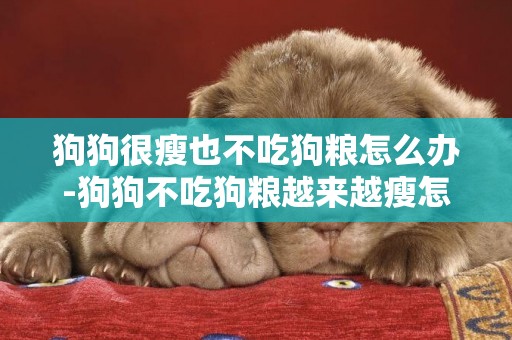 狗狗很瘦也不吃狗糧怎么辦-狗狗不吃狗糧越來越瘦怎么辦