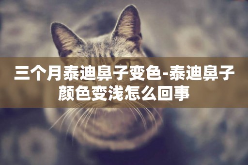 三個月泰迪鼻子變色-泰迪鼻子顏色變淺怎么回事