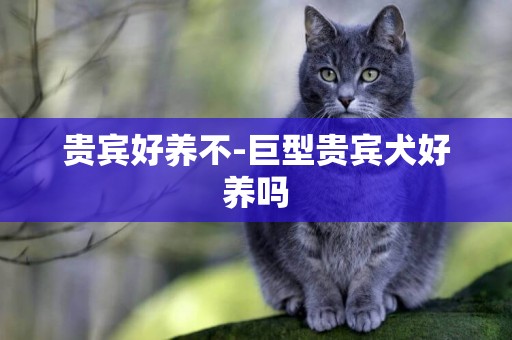 貴賓好養不-巨型貴賓犬好養嗎