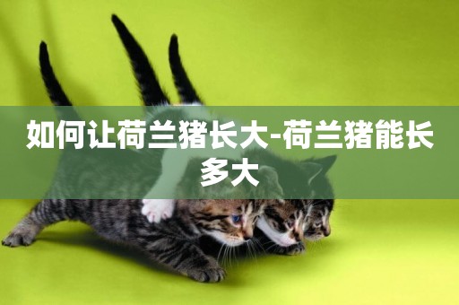 如何讓荷蘭豬長大-荷蘭豬能長多大