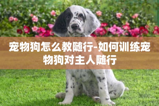 寵物狗怎么教隨行-如何訓練寵物狗對主人隨行