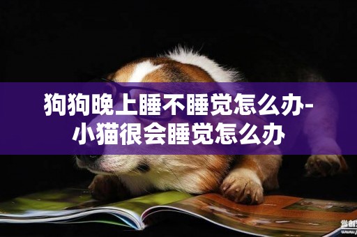 狗狗晚上睡不睡覺怎么辦-小貓很會睡覺怎么辦