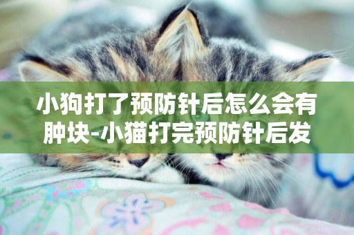 小狗打了預防針后怎么會有腫塊-小貓打完預防針后發燒怎么辦
