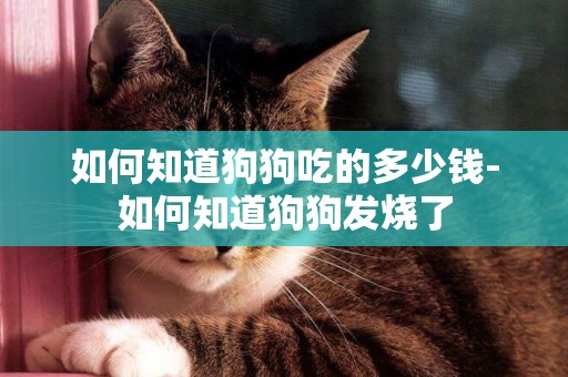 如何知道狗狗吃的多少錢-如何知道狗狗發燒了