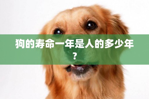 狗的壽命一年是人的多少年?
