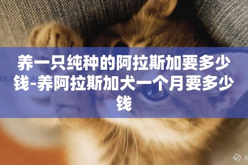 養一只純種的阿拉斯加要多少錢-養阿拉斯加犬一個月要多少錢