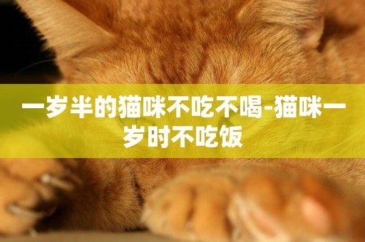一歲半的貓咪不吃不喝-貓咪一歲時不吃飯