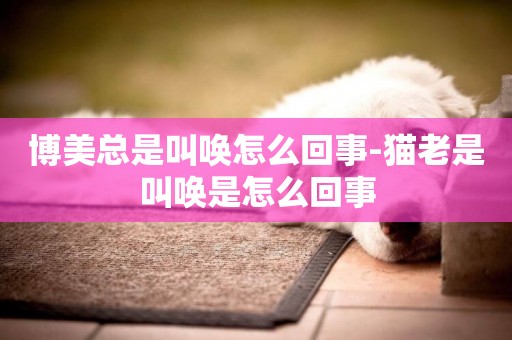 博美總是叫喚怎么回事-貓老是叫喚是怎么回事