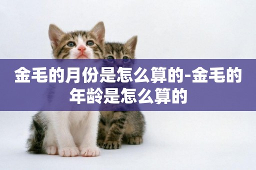 金毛的月份是怎么算的-金毛的年齡是怎么算的