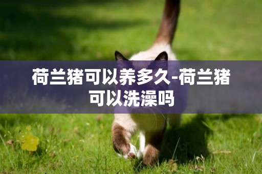 荷蘭豬可以養多久-荷蘭豬可以洗澡嗎