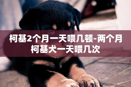 柯基2個月一天喂幾頓-兩個月柯基犬一天喂幾次