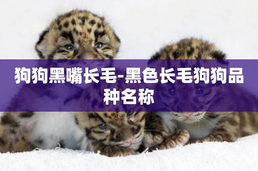 狗狗黑嘴長毛-黑色長毛狗狗品種名稱
