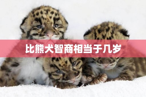 比熊犬智商相當于幾歲