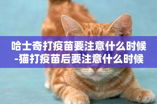 哈士奇打疫苗要注意什么時候-貓打疫苗后要注意什么時候