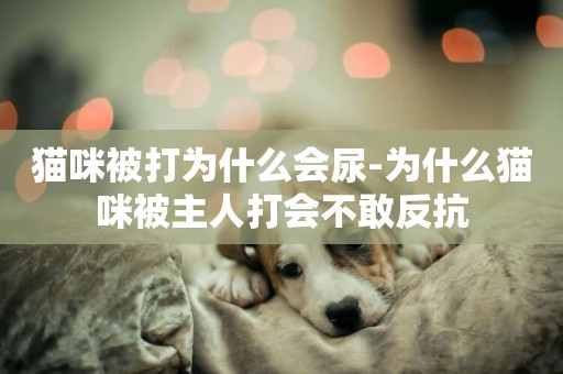 貓咪被打為什么會尿-為什么貓咪被主人打會不敢反抗