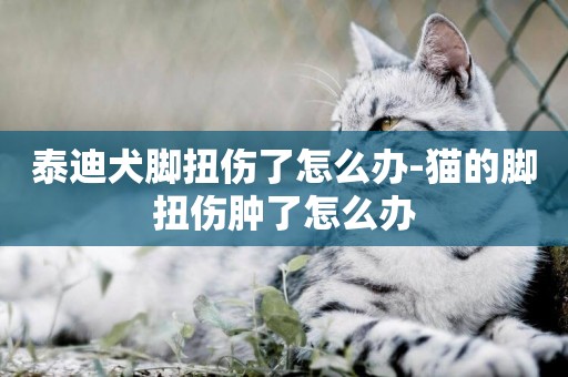 泰迪犬腳扭傷了怎么辦-貓的腳扭傷腫了怎么辦