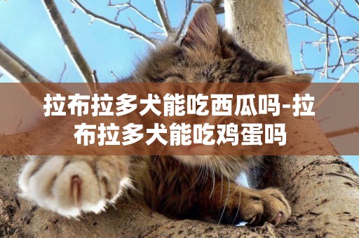 拉布拉多犬能吃西瓜嗎-拉布拉多犬能吃雞蛋嗎