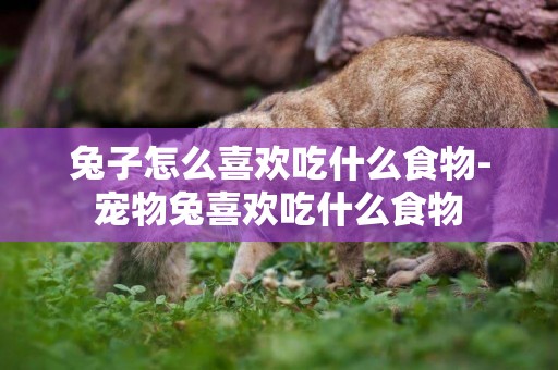 兔子怎么喜歡吃什么食物-寵物兔喜歡吃什么食物