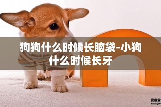 狗狗什么時候長腦袋-小狗什么時候長牙