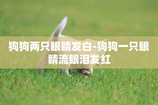 狗狗兩只眼睛發白-狗狗一只眼睛流眼淚發紅