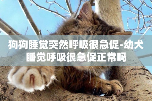 狗狗睡覺突然呼吸很急促-幼犬睡覺呼吸很急促正常嗎