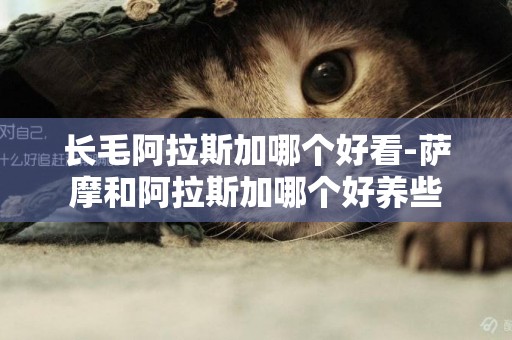 長毛阿拉斯加哪個好看-薩摩和阿拉斯加哪個好養些