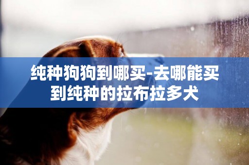 純種狗狗到哪買-去哪能買到純種的拉布拉多犬