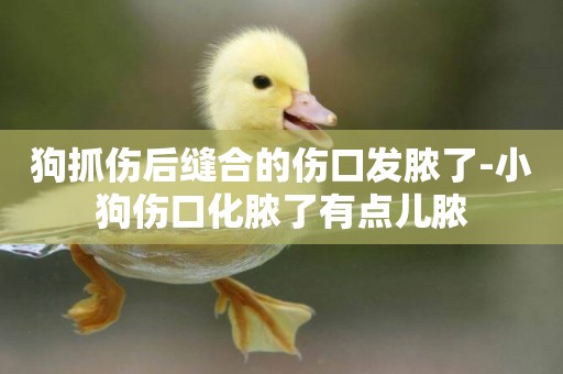 狗抓傷后縫合的傷口發膿了-小狗傷口化膿了有點兒膿