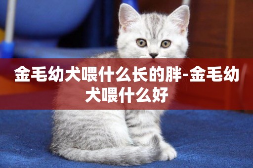 金毛幼犬喂什么長的胖-金毛幼犬喂什么好