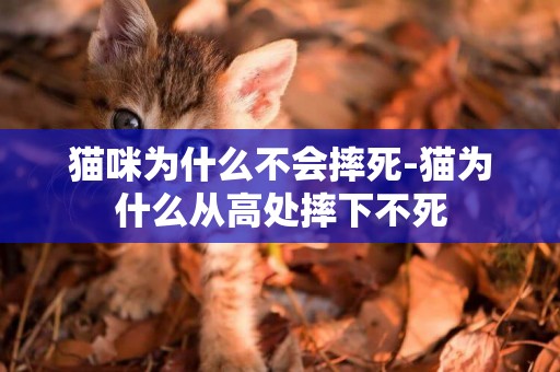 貓咪為什么不會摔死-貓為什么從高處摔下不死