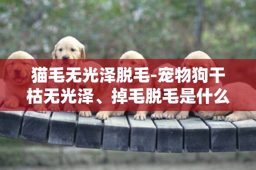 貓毛無光澤脫毛-寵物狗干枯無光澤、掉毛脫毛是什么原因