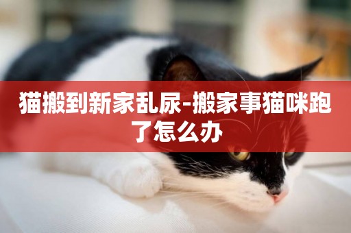 貓搬到新家亂尿-搬家事貓咪跑了怎么辦