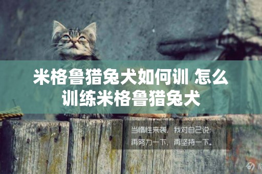 米格魯獵兔犬如何訓 怎么訓練米格魯獵兔犬
