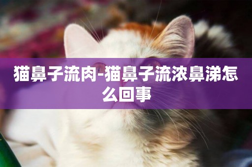 貓鼻子流肉-貓鼻子流濃鼻涕怎么回事