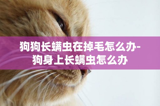 狗狗長螨蟲在掉毛怎么辦-狗身上長螨蟲怎么辦