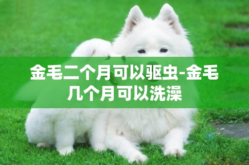 金毛二個月可以驅蟲-金毛幾個月可以洗澡