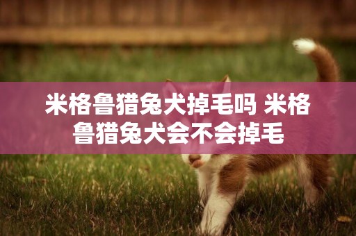 米格魯獵兔犬掉毛嗎 米格魯獵兔犬會不會掉毛