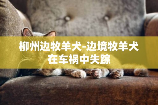 柳州邊牧羊犬-邊境牧羊犬在車禍中失蹤