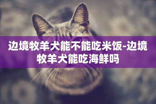 邊境牧羊犬能不能吃米飯-邊境牧羊犬能吃海鮮嗎