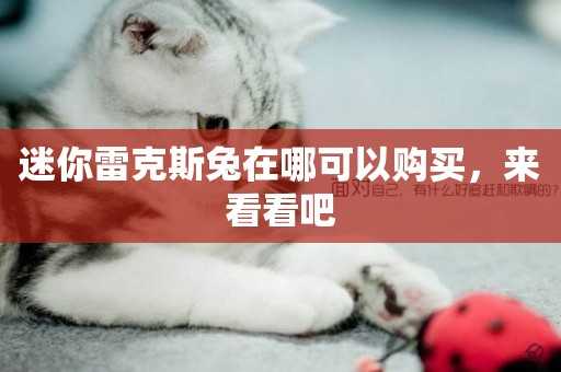 迷你雷克斯兔在哪可以購買，來看看吧