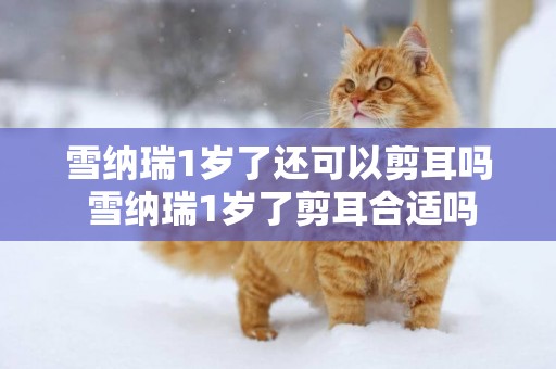 雪納瑞1歲了還可以剪耳嗎 雪納瑞1歲了剪耳合適嗎